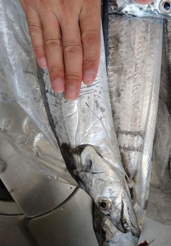 タチウオの釣果
