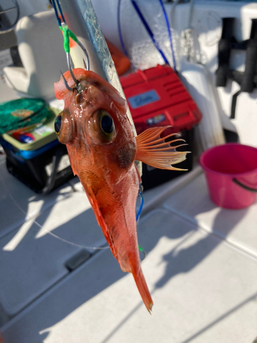 ユメカサゴの釣果