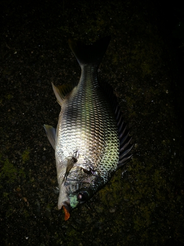 キビレの釣果