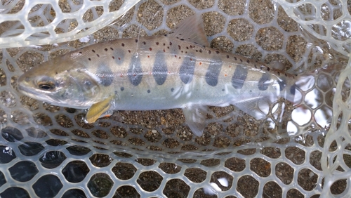 アマゴの釣果