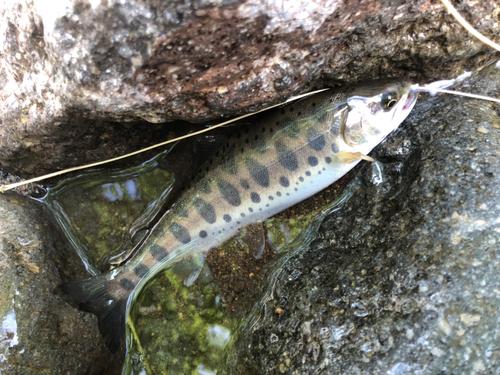 ヤマメの釣果