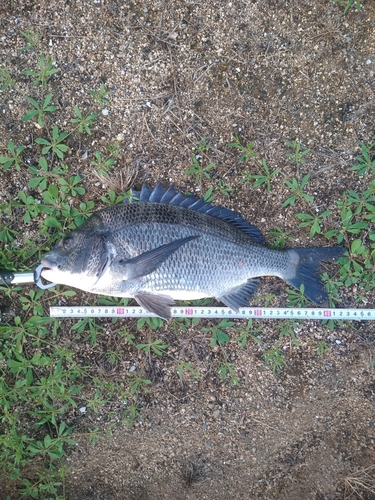 チヌの釣果