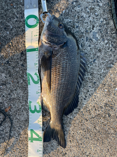 チヌの釣果