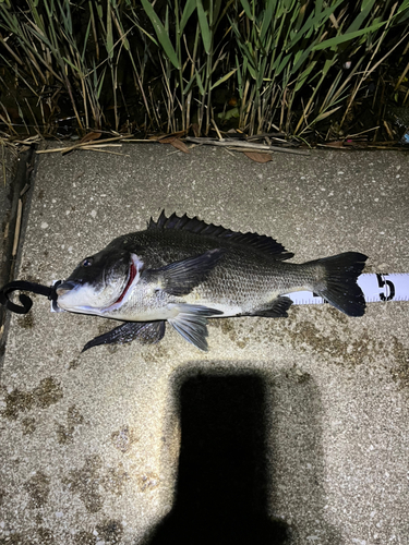 クロダイの釣果