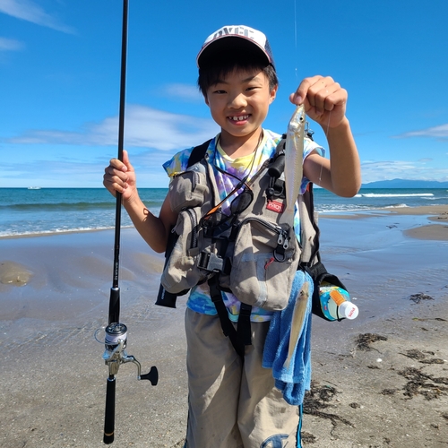 シロギスの釣果