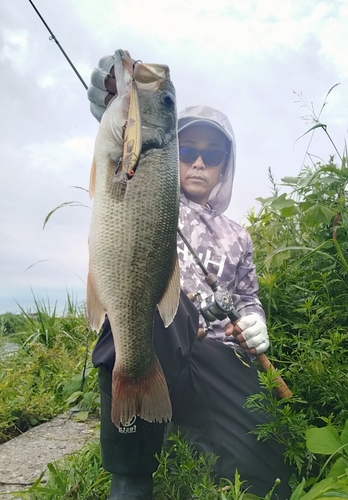 ブラックバスの釣果