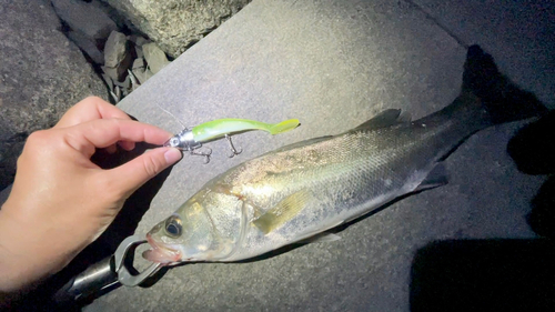 シーバスの釣果