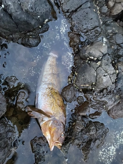 アイナメの釣果