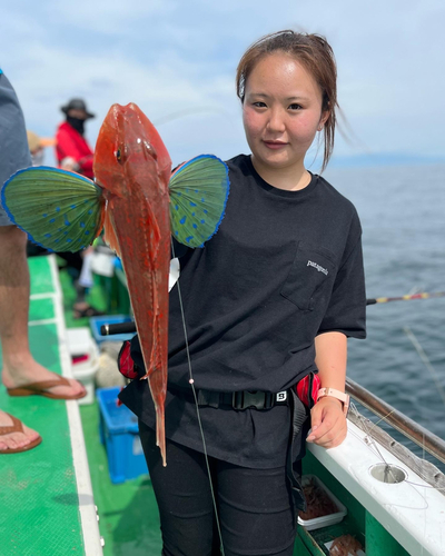 ホウボウの釣果