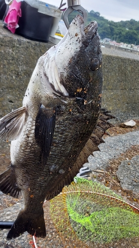 チヌの釣果