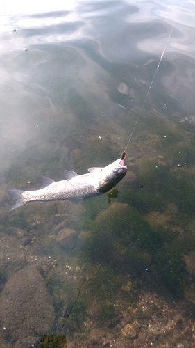 ニジマスの釣果