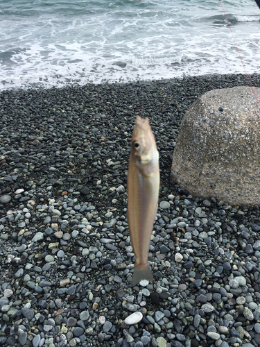 シロギスの釣果