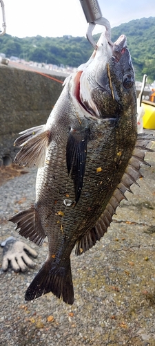 チヌの釣果