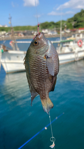 スズメダイの釣果