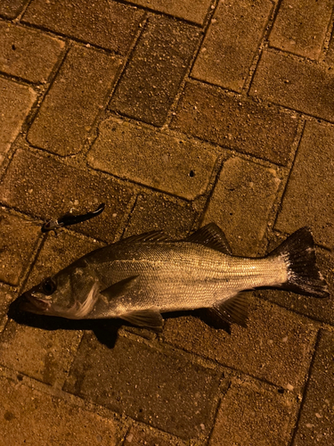 ヒラスズキの釣果