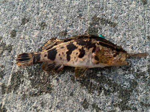 ベッコウゾイの釣果