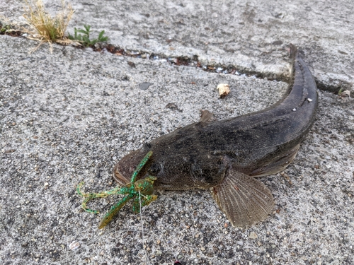 マゴチの釣果