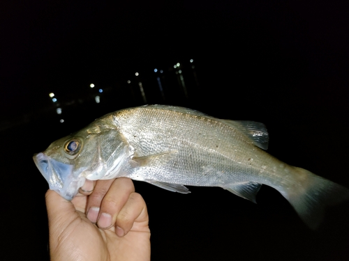 セイゴ（ヒラスズキ）の釣果