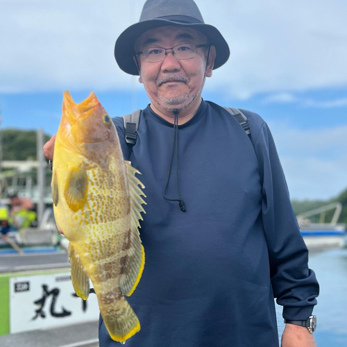 アオハタの釣果