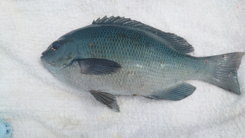 クチブトグレの釣果