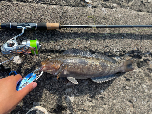 アイナメの釣果