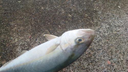 ショゴの釣果