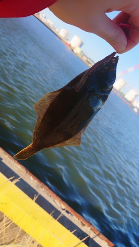 カレイの釣果