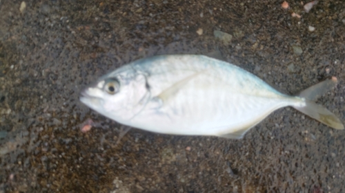 シマアジの釣果