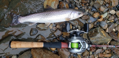 アメマスの釣果