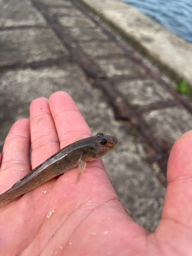 アナハゼの釣果