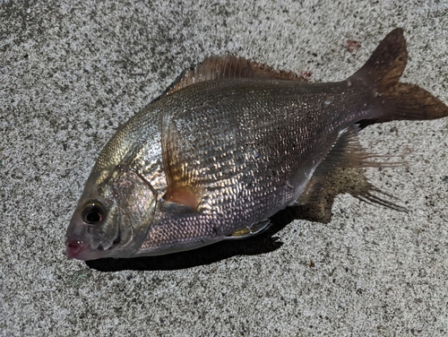 ウミタナゴの釣果