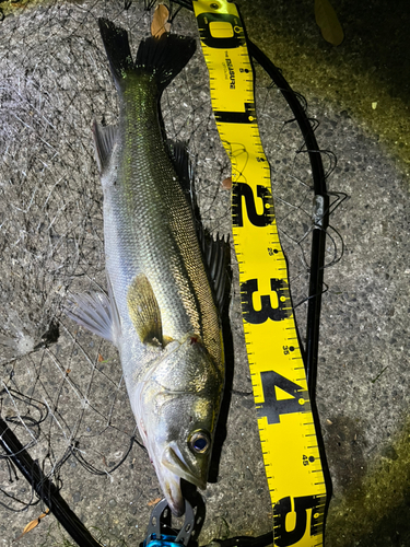 シーバスの釣果