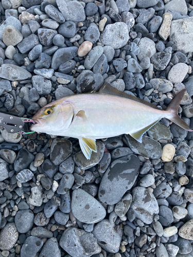 ショゴの釣果