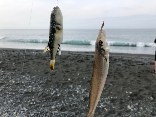 シロギスの釣果