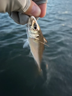 マアジの釣果