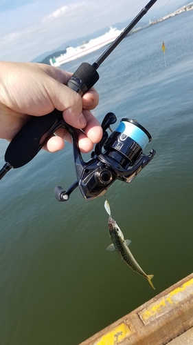 サバの釣果