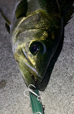 シーバスの釣果