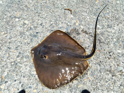 アカエイの釣果