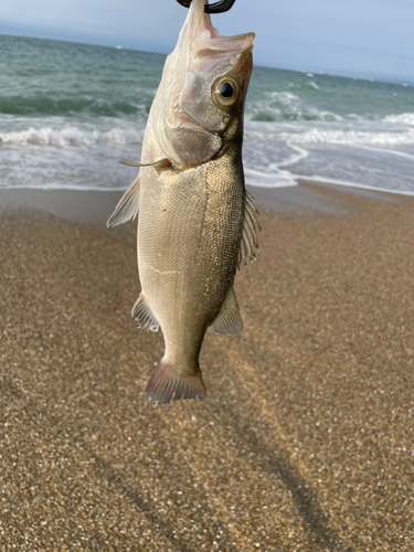 セイゴ（タイリクスズキ）の釣果