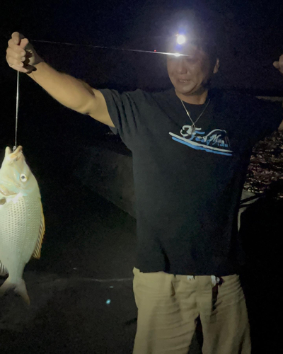 ハマフエフキの釣果