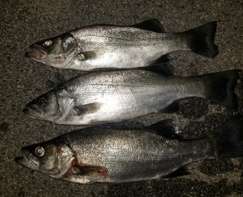 シーバスの釣果