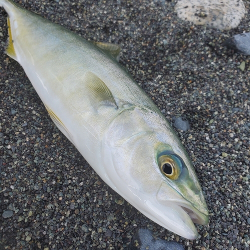 ワカシの釣果