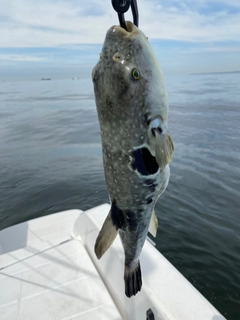 トラフグの釣果