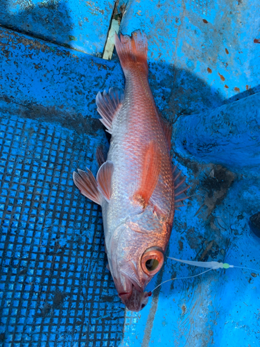 アカムツの釣果