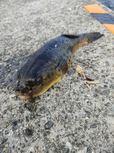 ショウサイフグの釣果