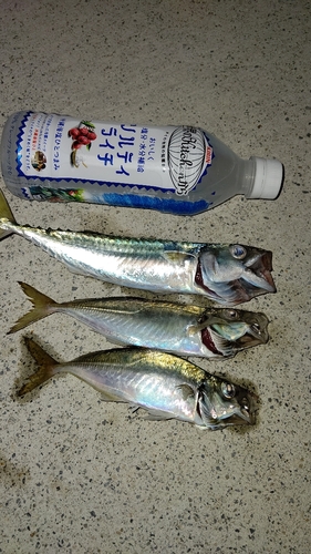 サバの釣果