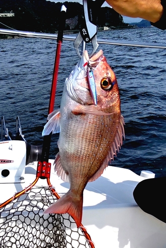 マダイの釣果