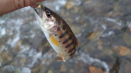 ヤマメの釣果