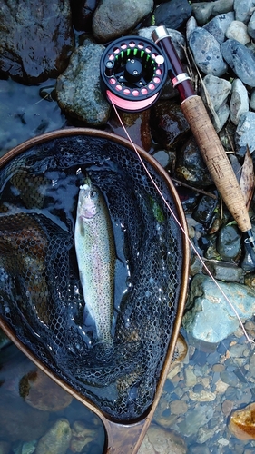 ニジマスの釣果