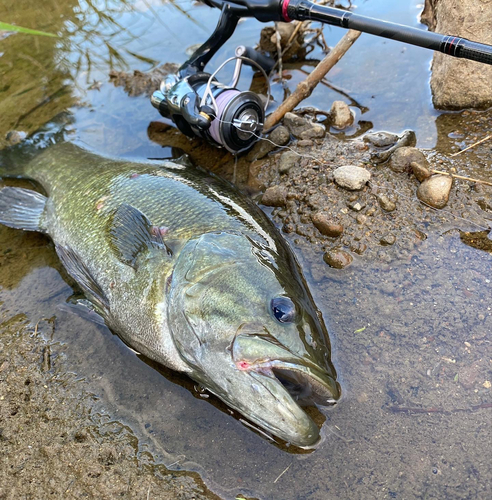 スモールマウスバスの釣果